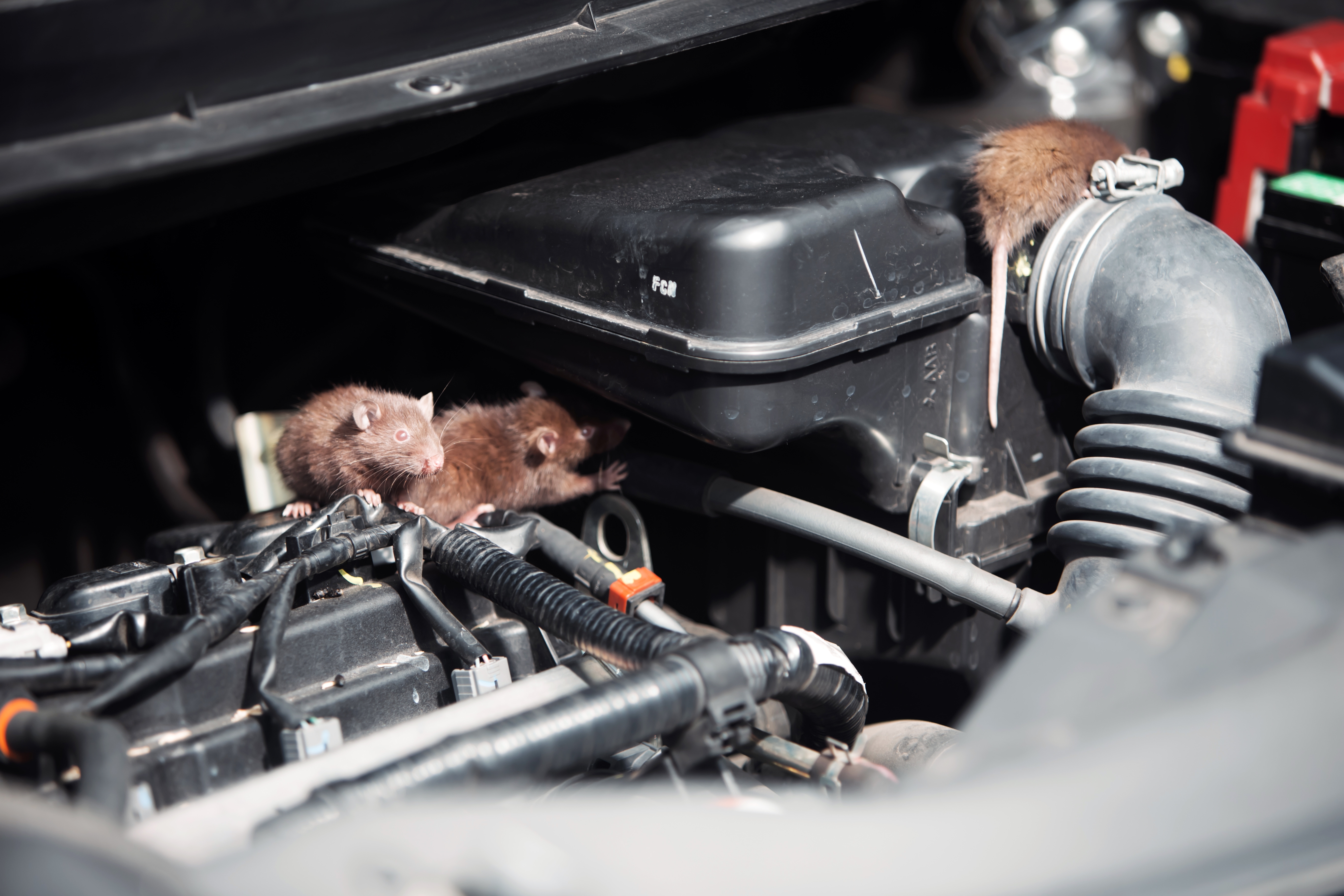 Rats Are Wrecking UK Cars and the Repair Bills Are Getting Nasty